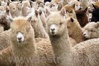 Baby Alpaka  22 musztarda - 4